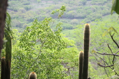 Cephalocereus polylophus