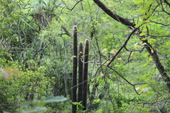 Cephalocereus polylophus