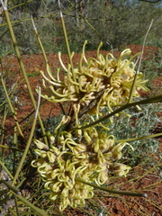 Hakea lorea