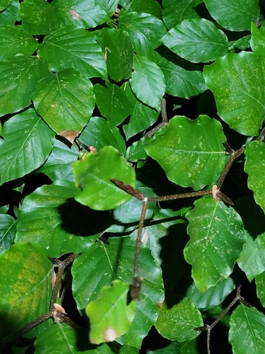 European beech
