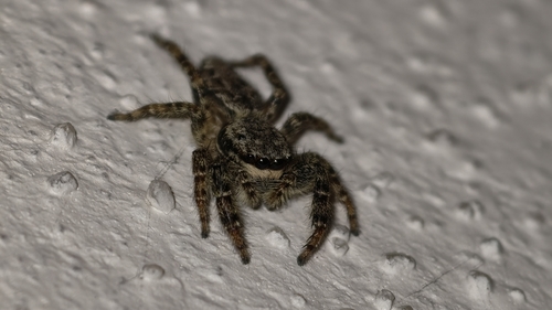 Fencepost jumping spider