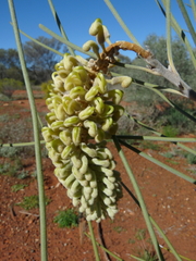 Hakea lorea