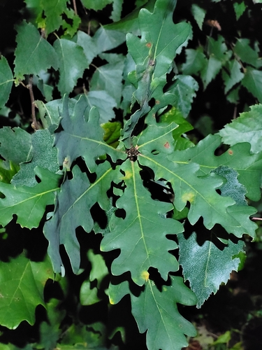 English oak