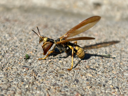 Brown Wasp Mantidfly