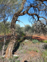 Hakea lorea