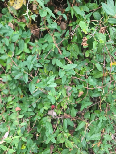 Japanese honeysuckle