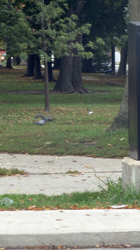 Eastern Gray Squirrel