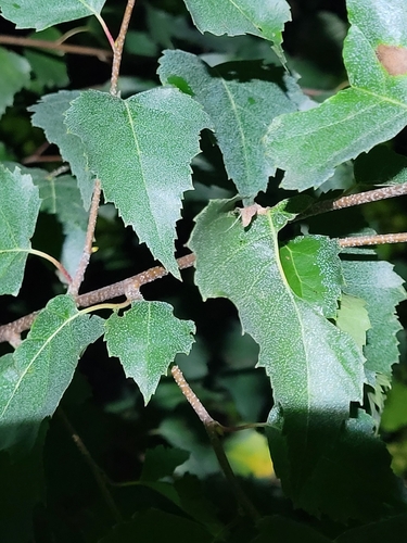 silver birch