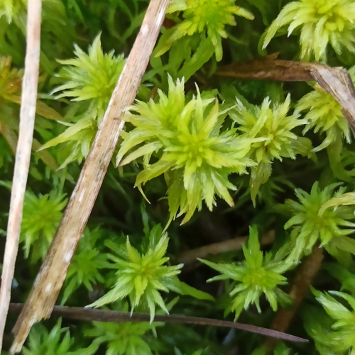 Sphagnum cuspidatum observed 2026-10-15