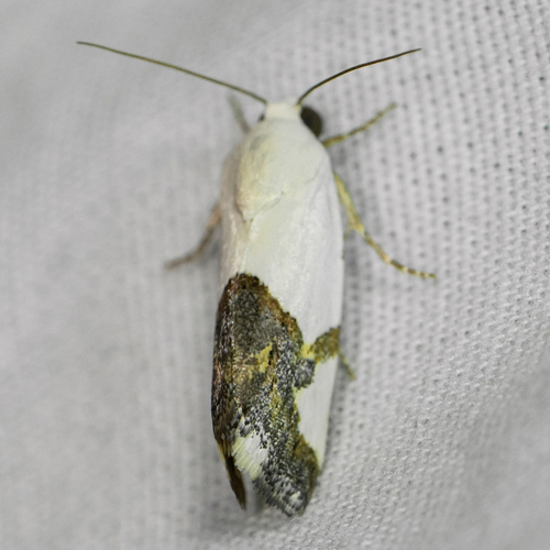 Ponometia cuta