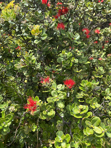 Metrosideros polymorpha observed 2026-10-15