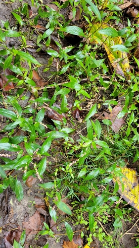 low smartweed
