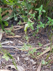 Pterostylis ophioglossa