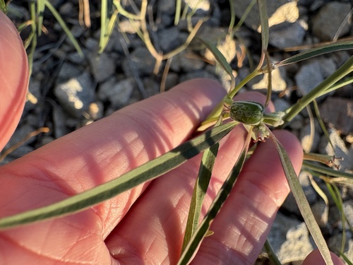 Beetle Spurge
