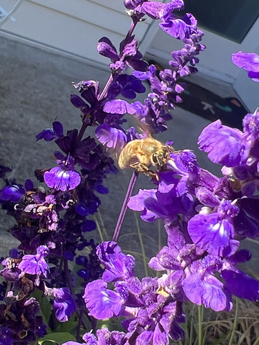 Western Honey Bee