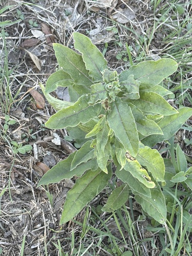 Zizotes milkweed