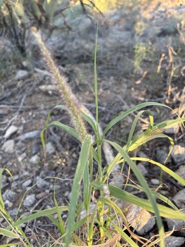 buffelgrass