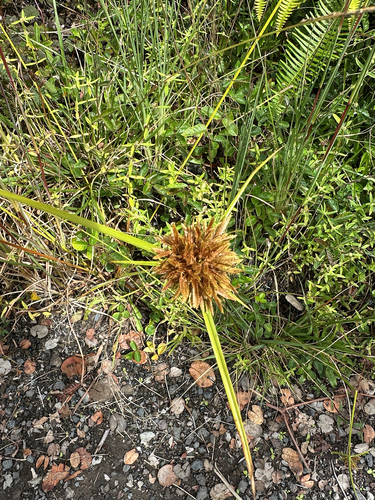 Cyperus polystachyos observed 2026-10-15
