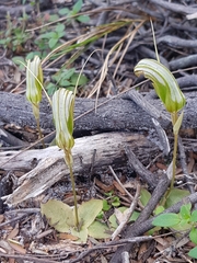 Pterostylis ophioglossa