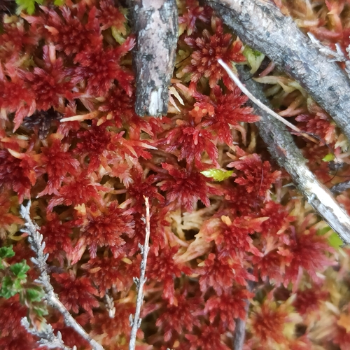 Sphagnum capillifolium observed 2026-10-15
