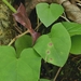 Puccinia orbicula - Photo Ningún derecho reservado, subido por Garrett Taylor