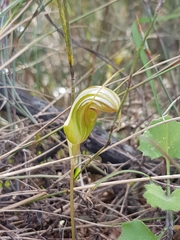 Pterostylis ophioglossa
