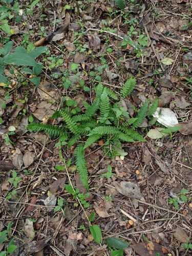 Blechnum australe (Blechnum australe)