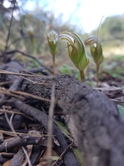 Pterostylis ophioglossa