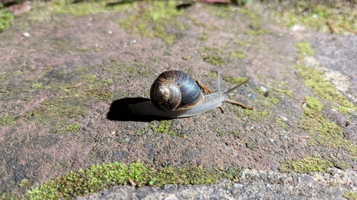 Garden Snail