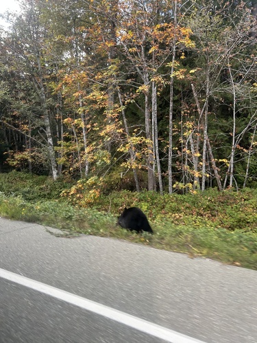 Black Bear sighting near Pacific Rim Hwy