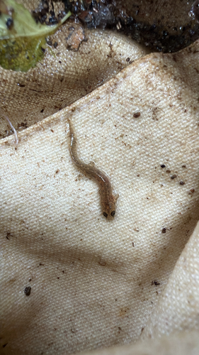 Northern Two-lined Salamander