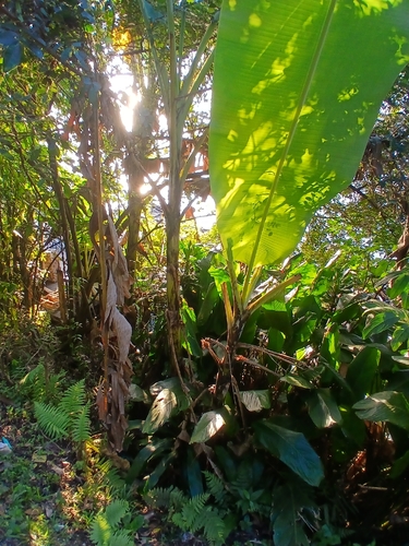 Musa paradisiaca observed 2026-10-15