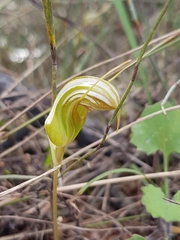 Pterostylis ophioglossa