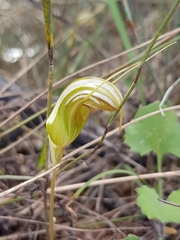 Pterostylis ophioglossa