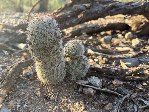 Graham's nipple cactus