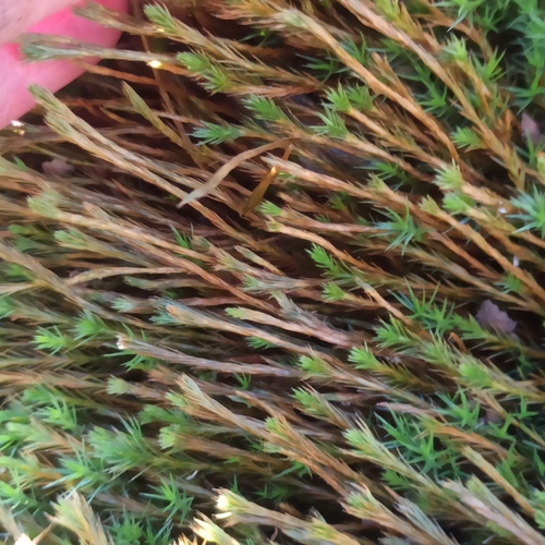 Polytrichum strictum observed 2026-10-15
