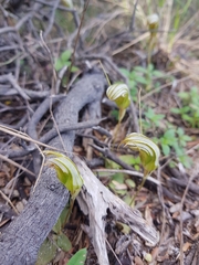 Pterostylis ophioglossa