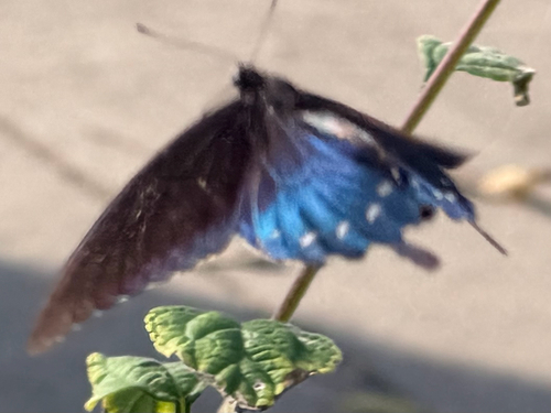 Pipevine Swallowtail