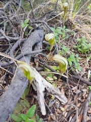Pterostylis ophioglossa