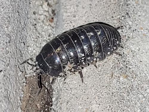 Common Pill Woodlouse
