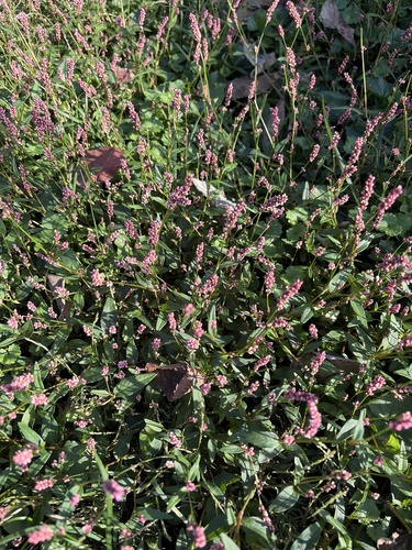 low smartweed