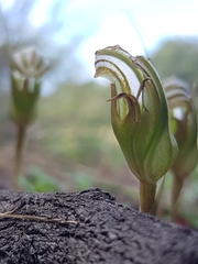 Pterostylis ophioglossa
