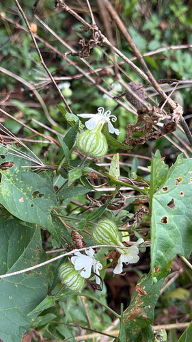 white campion