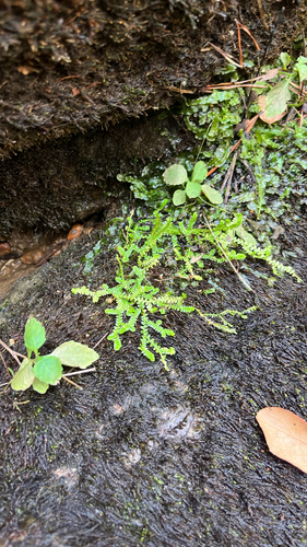 Selaginella apoda observed 2026-10-15