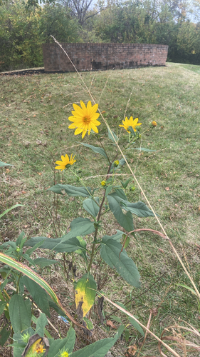 Jerusalem artichoke