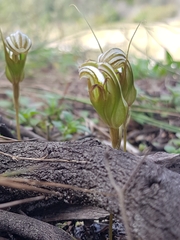 Pterostylis ophioglossa