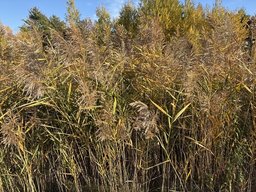European common reed
