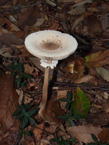 Slender Parasol