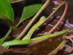 Pingasa ruginaria pacifica