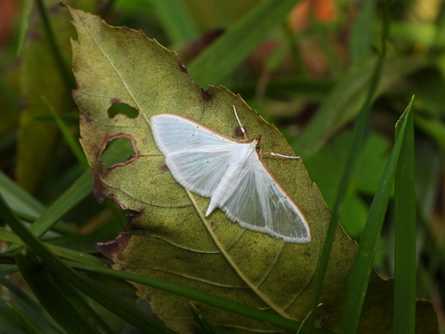 Jasmine Moth